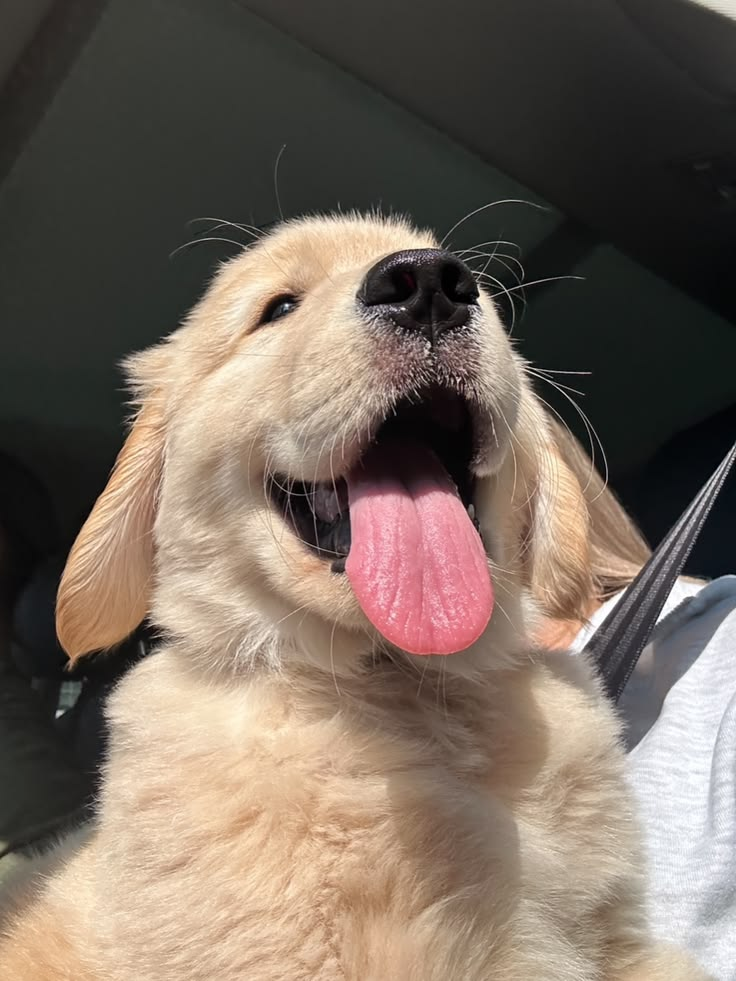 Simba 2